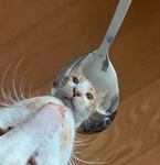 котражение