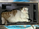 Заказал кота с Алиэкспресс