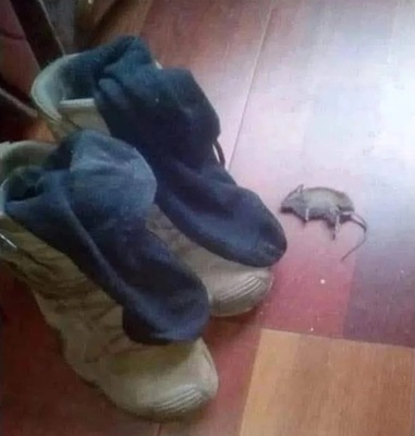 Рататуй пришел на запах элитного сыра