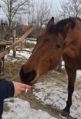 Я знаю, ты - из работяг. На, дёрни, только не взатяг!