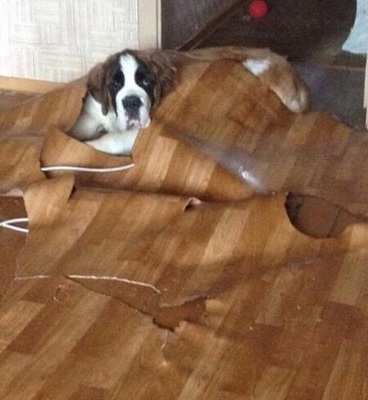 Линолеум @ точка хрю