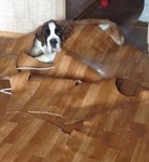 Хозяин, ты же все равно ремонт хотел делать 