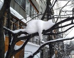 Снежный Барсик