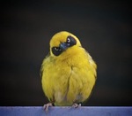 M3498_preview