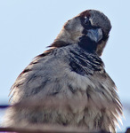 M5363_preview