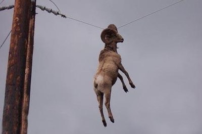 Электрик у нас баран!