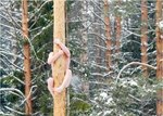 А на рассвете жена Ивана превратилась в дерево