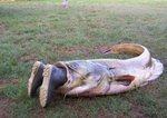 Рыбак вернулся с рыбалки трезвый и с рыбой
