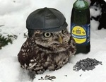 Птичий двор