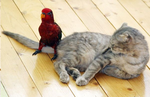 Ну вот, вся жизнь коту под хвост!