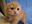 U1616_thumb