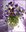 U15002_thumb
