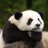 panda1902