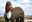 U15393_thumb