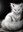 U16056_thumb