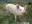 U17530_thumb